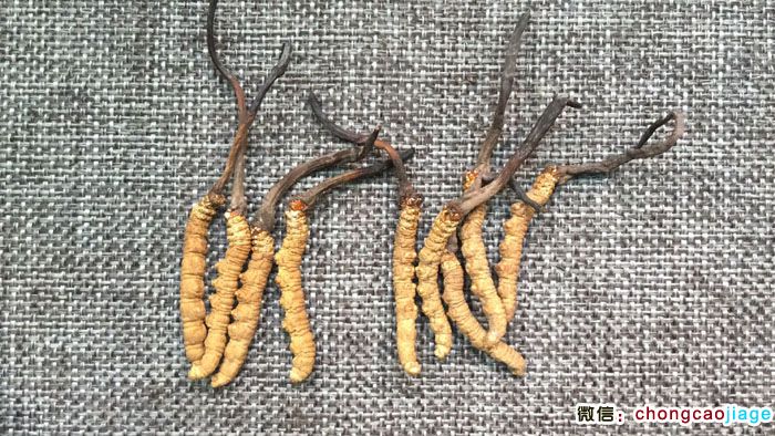 4條一克和5條一克冬蟲夏草大小對比圖片