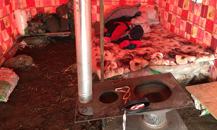 蟲草營地帳篷內(nèi)部場(chǎng)景圖片