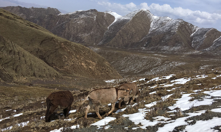 蟲草采挖基地附近的家畜