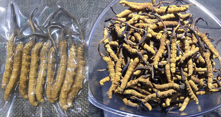 1800條每公斤的蟲草圖片