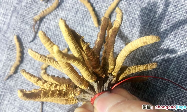 蟲草扎花添加蟲草過程圖片 蟲草扎花添加蟲草過程圖片