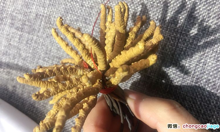 蟲草扎花穿線圖片 蟲草扎花穿線圖片