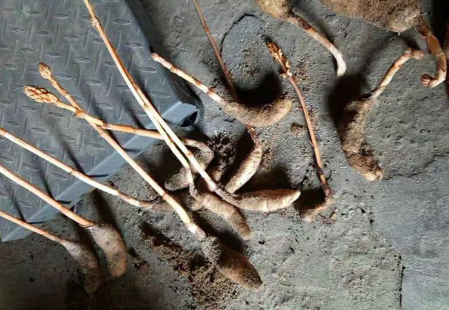 新鮮野生天麻圖片 新鮮野生天麻圖片