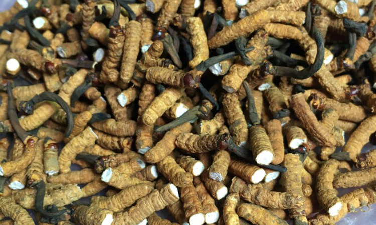 亞香棒蟲草斷草圖片 亞香棒蟲草斷草圖片