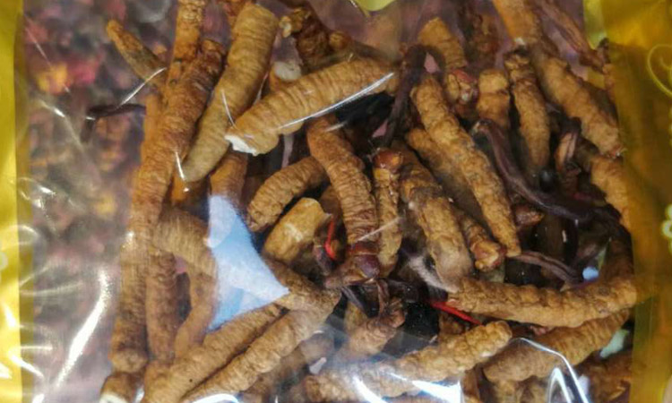 亞香棒蟲草圖片 亞香棒蟲草圖片