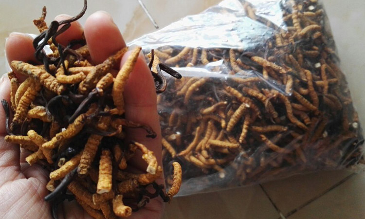 亞香棒蟲草的眼睛圖片 亞香棒蟲草的眼睛圖片