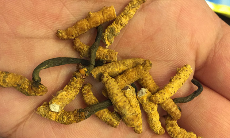 亞香棒蟲草蟲體有黑點 亞香棒蟲草蟲體有黑點