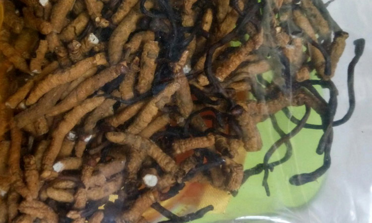 亞香棒蟲草子座圖片 亞香棒蟲草子座圖片