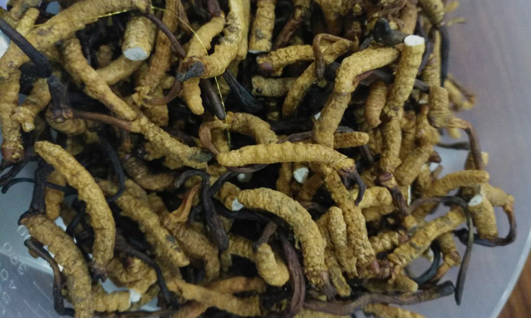 染色后的亞香棒蟲草圖片 染色后的亞香棒蟲草圖片