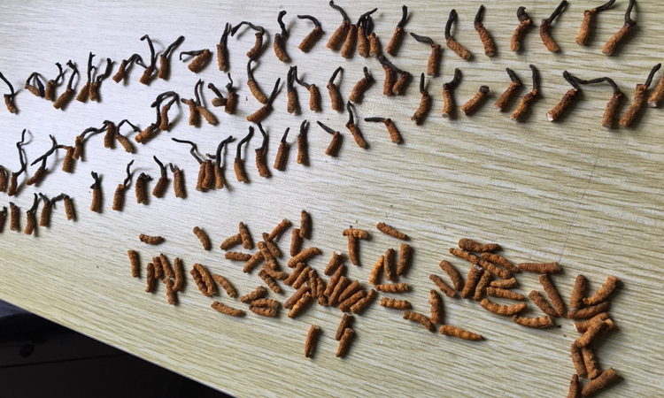 人為折斷的亞香棒蟲草 人為折斷的亞香棒蟲草