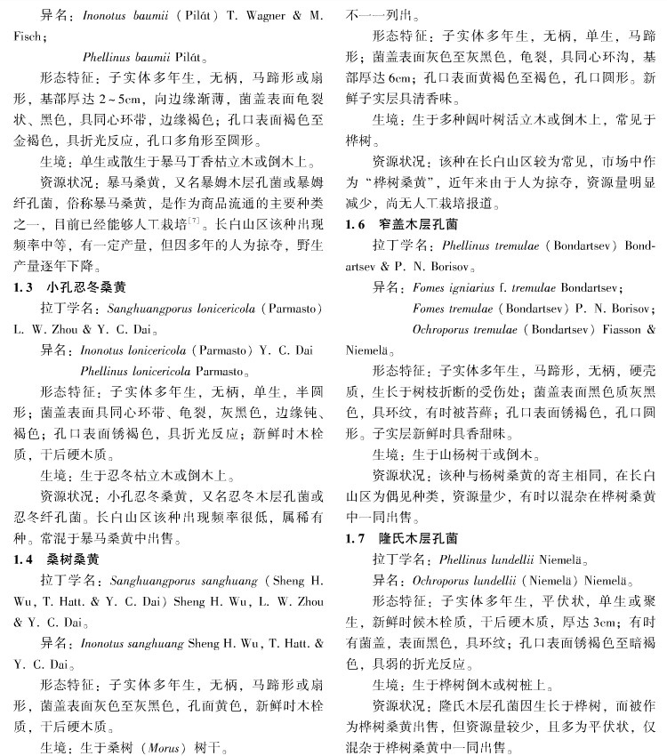 長(zhǎng)白山桑黃中沒有桑樹桑黃