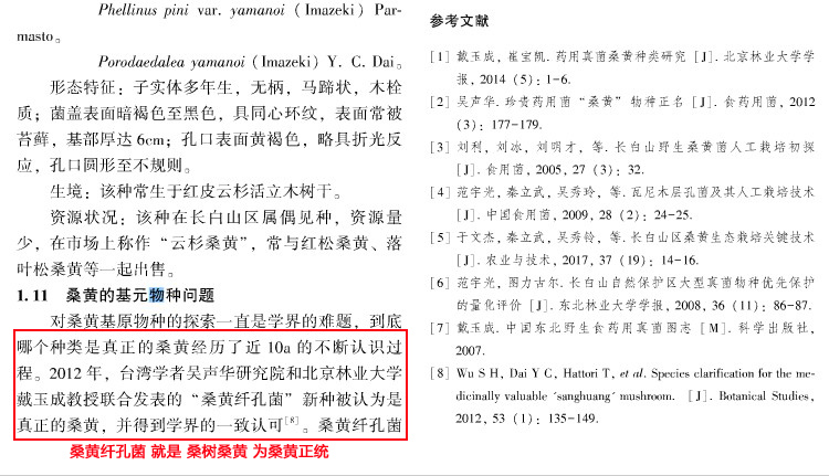 桑樹桑黃為正統(tǒng)桑黃