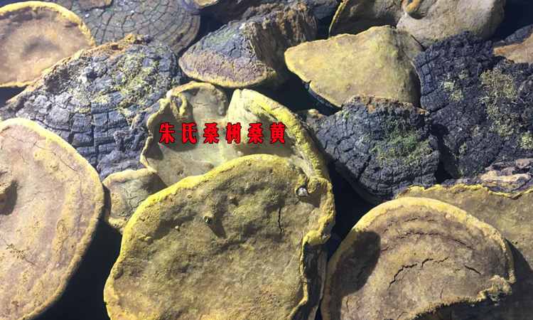 朱氏野生桑樹桑黃圖片