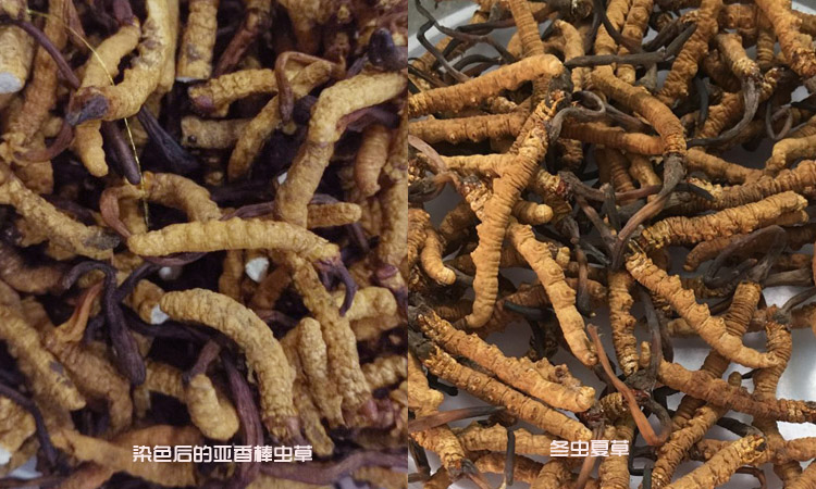 冬蟲夏草和亞香棒蟲草區別圖片
