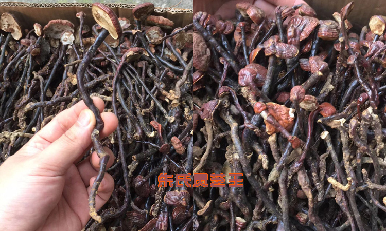 野生靈芝王圖片 野生靈芝王圖片