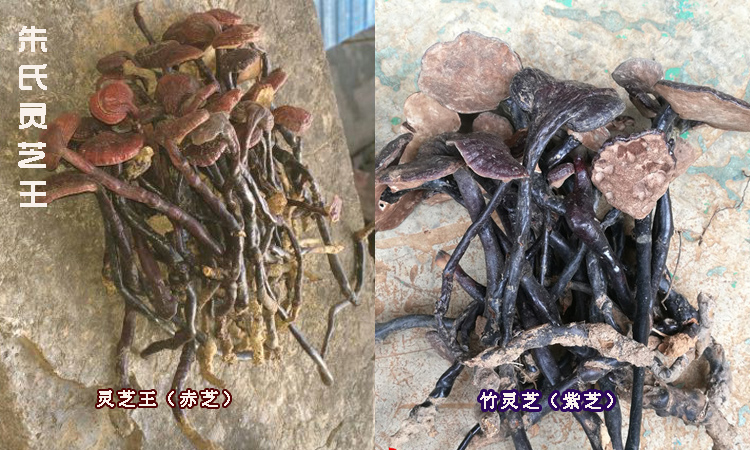 靈芝王和竹靈芝的區別圖片 靈芝王和竹靈芝的區別圖片