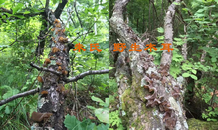 野生樹上木耳圖片