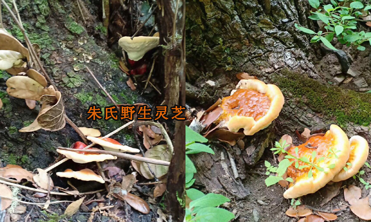 新鮮野生白心靈芝圖片