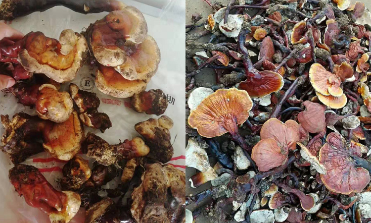 西藏野生白心靈芝圖片