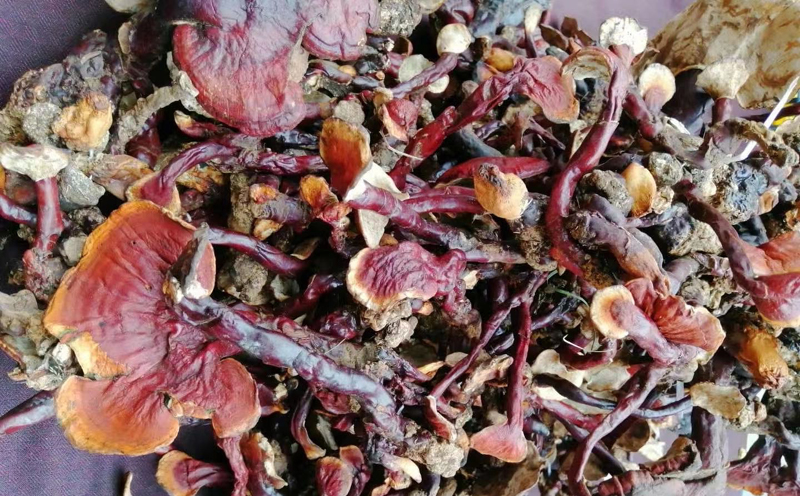 野生白心靈芝圖片