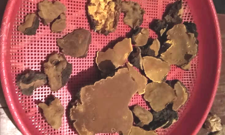 重慶巫溪桑樹桑黃圖片