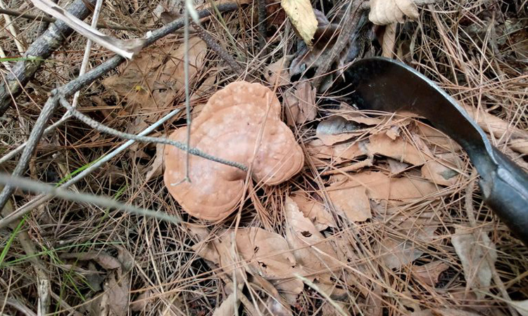 貴州野生赤靈芝圖片