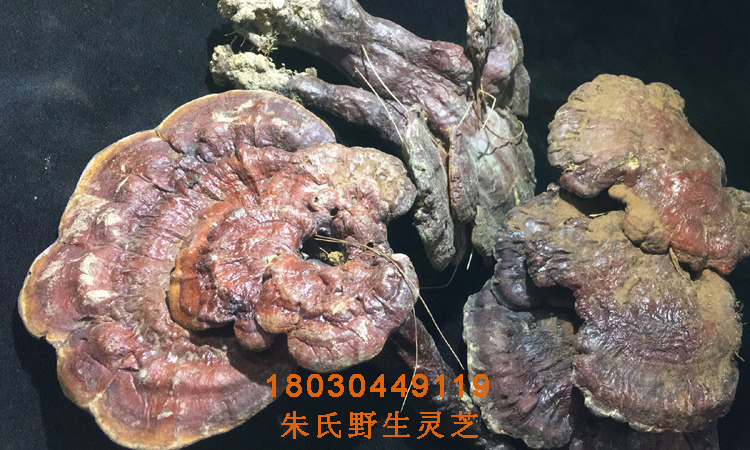 貴州野生赤靈芝干品圖片