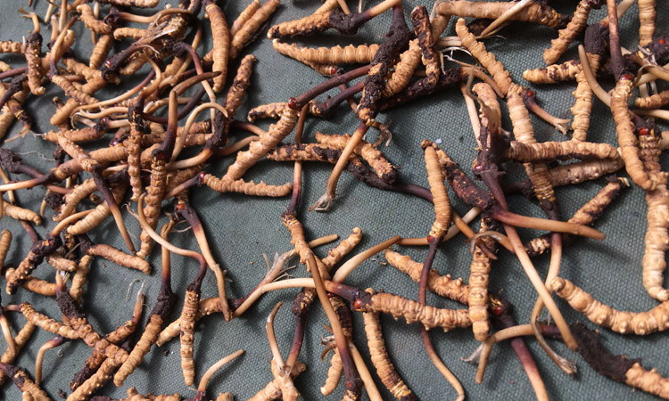 新鮮紅眼睛蟲草圖片