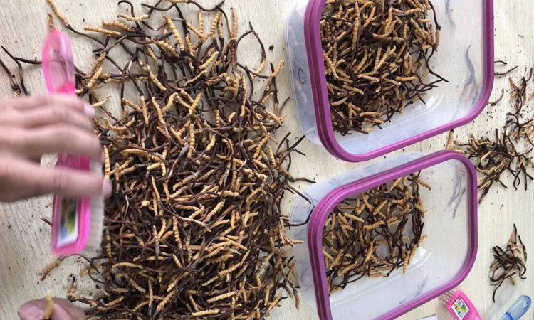 紅眼睛冬蟲夏草圖片