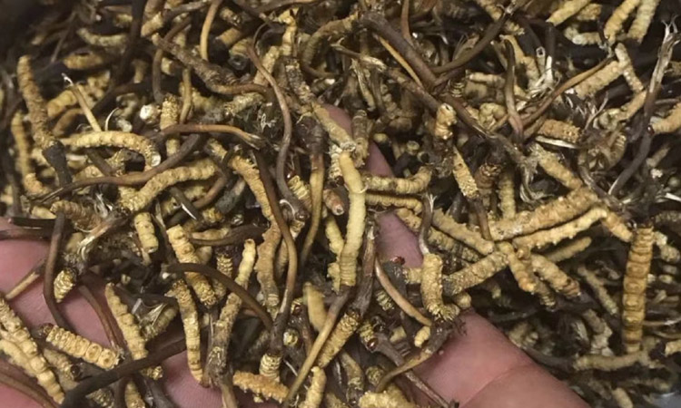 紅眼睛蟲草斷草圖片