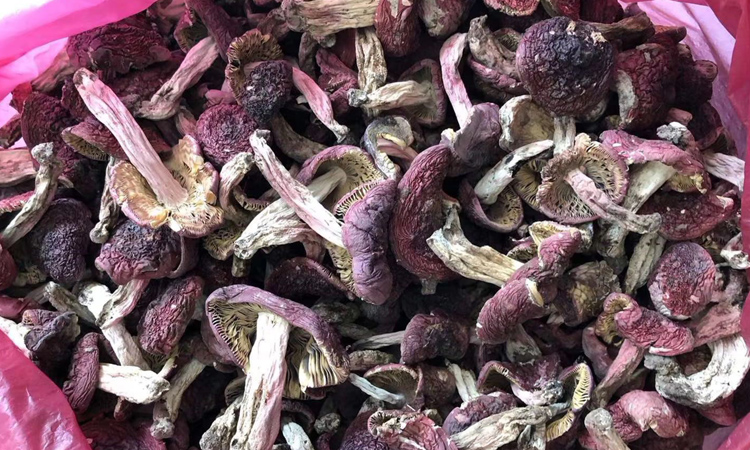 云南野生紅菇圖片