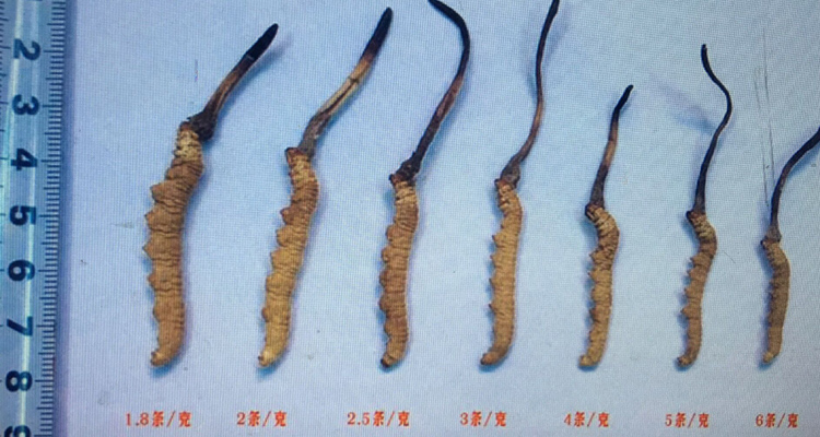 冬蟲夏草大小規格區別圖片