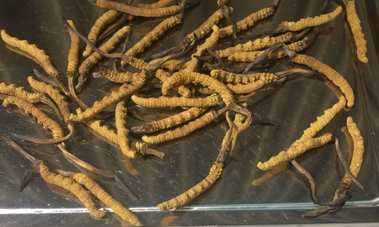 10克冬蟲夏草圖片