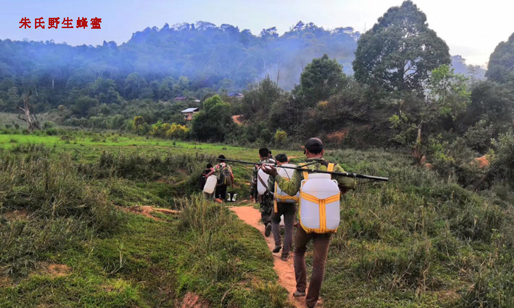 天然蜂蜜采摘團隊