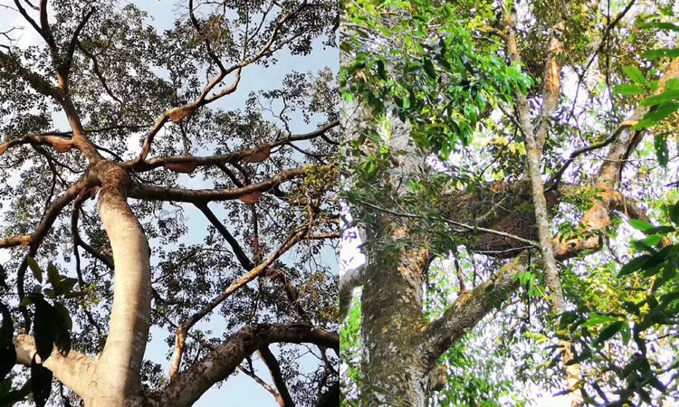 純天然蜂蜜之樹掛蜜