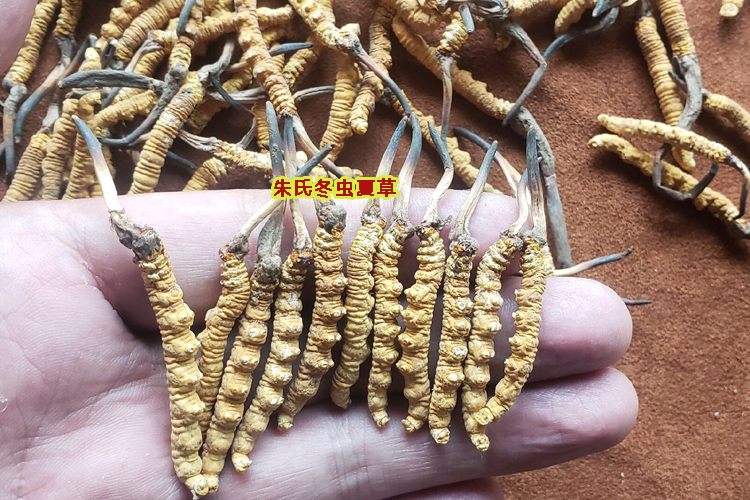 那曲冬蟲(chóng)夏草圖片 那曲冬蟲(chóng)夏草圖片