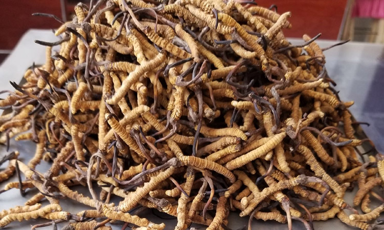 250克3根1克冬蟲夏草圖片 250克3根1克冬蟲夏草圖片