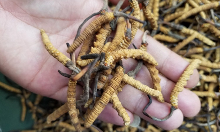 冬蟲夏草圖片3根1克 冬蟲夏草圖片3根1克