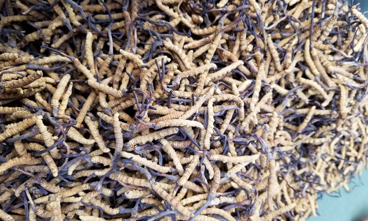 冬蟲夏草圖片1500條1斤 冬蟲夏草圖片1500條1斤