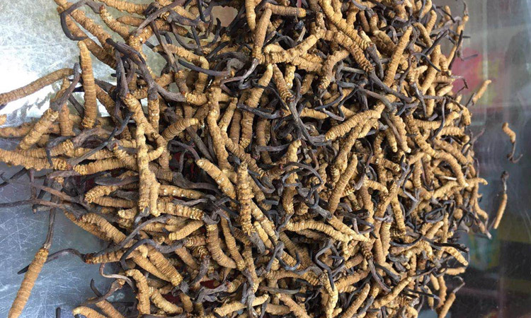 冬蟲夏草圖片3000條每公斤 冬蟲夏草圖片3000條每公斤