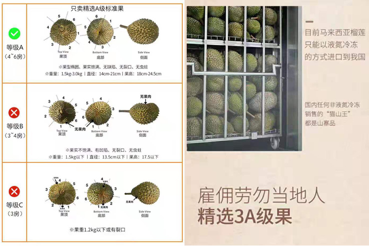 馬來西亞彭亨州勞勿縣榴蓮