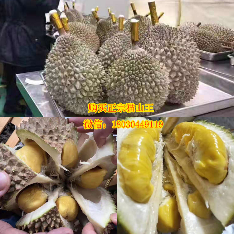正宗貓山王榴蓮圖片