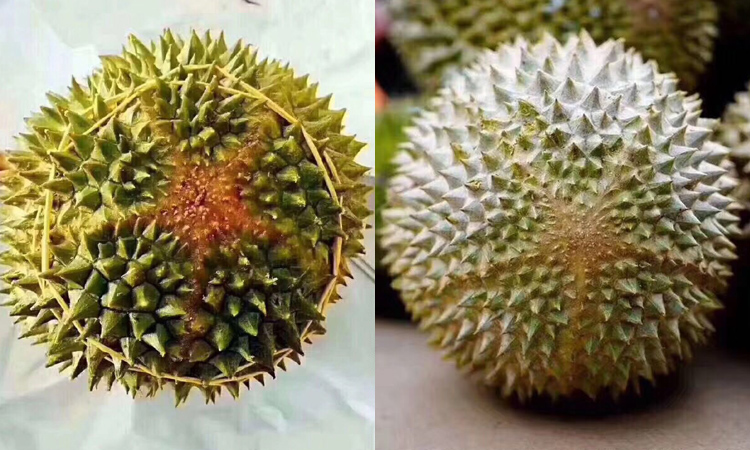 貓山王榴蓮5角星花紋特征圖片