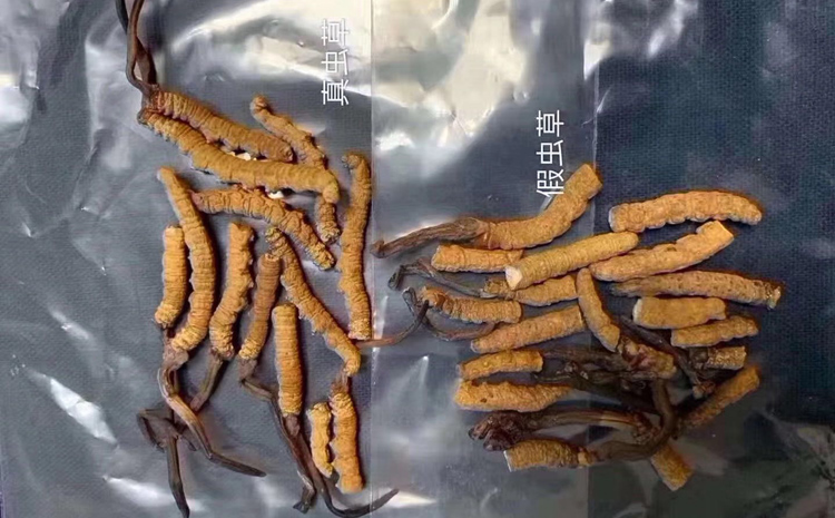 真假斷冬蟲夏草圖片對比圖片 真假斷冬蟲夏草圖片對比圖片