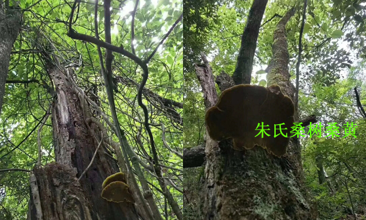 桑樹桑黃生長(zhǎng)在桑樹上的圖片