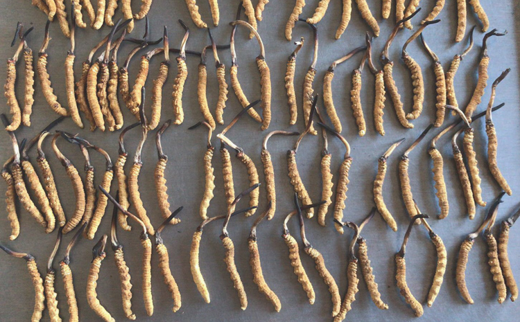 聶榮縣那曲蟲草圖片