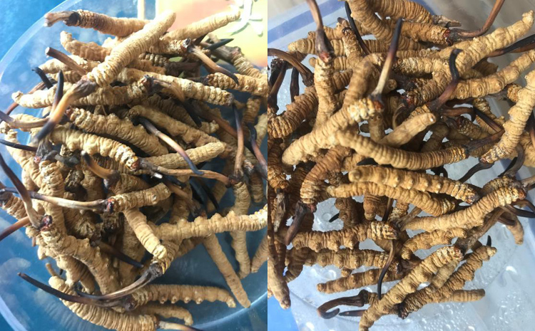 索縣那曲蟲草圖片