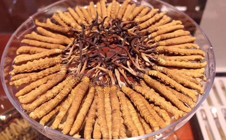 嘉黎縣那曲蟲草圖片