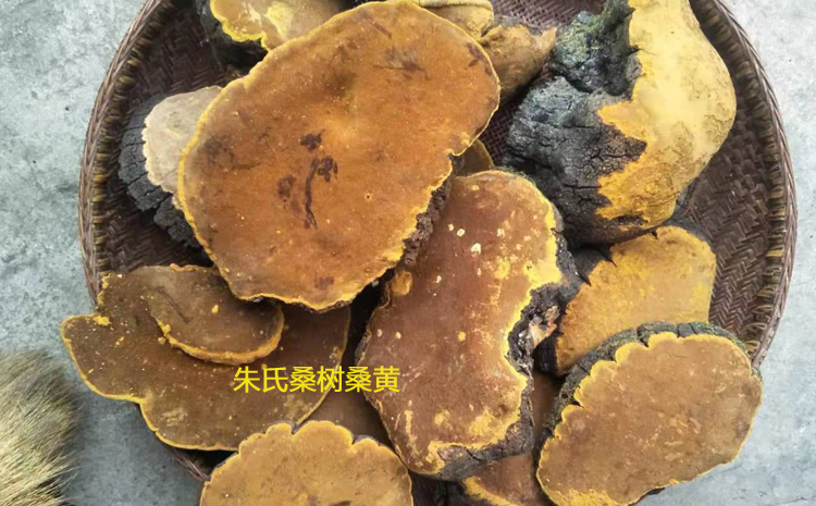 新鮮采摘的桑樹桑黃圖片