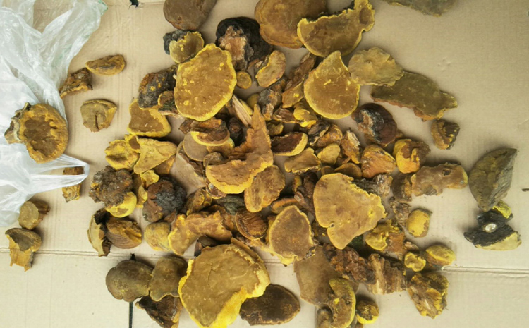 純野生桑樹桑黃圖片